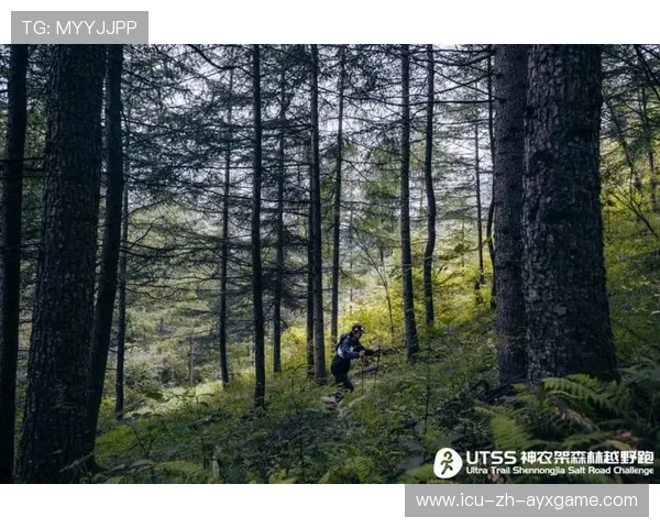 野外森林越野跑挑战赛,探索未知的自然秘境,户外越野挑战赛